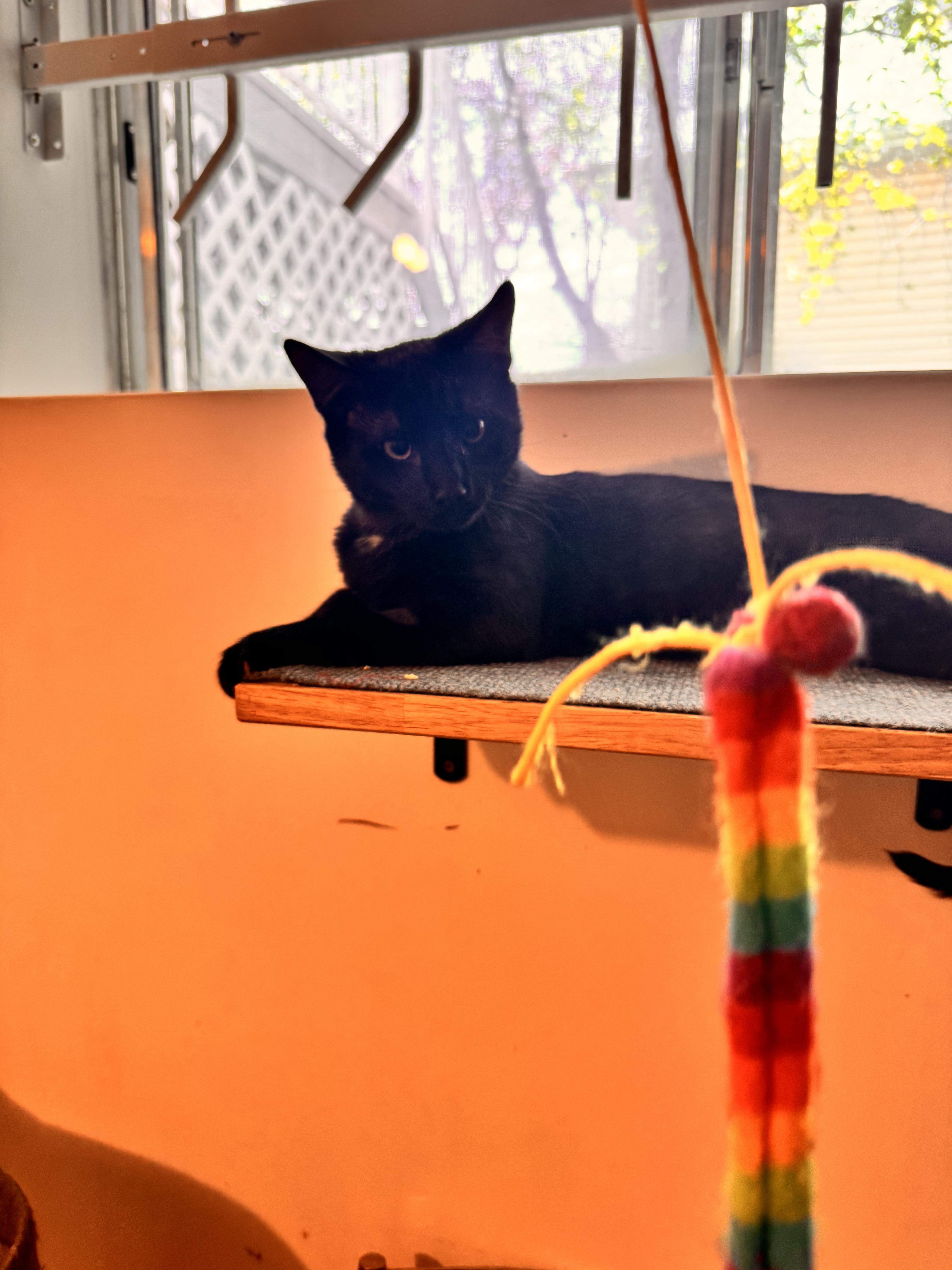 Enlarge Karma, an adopted Domestic Short Hair in Calgary, AB image 4/5