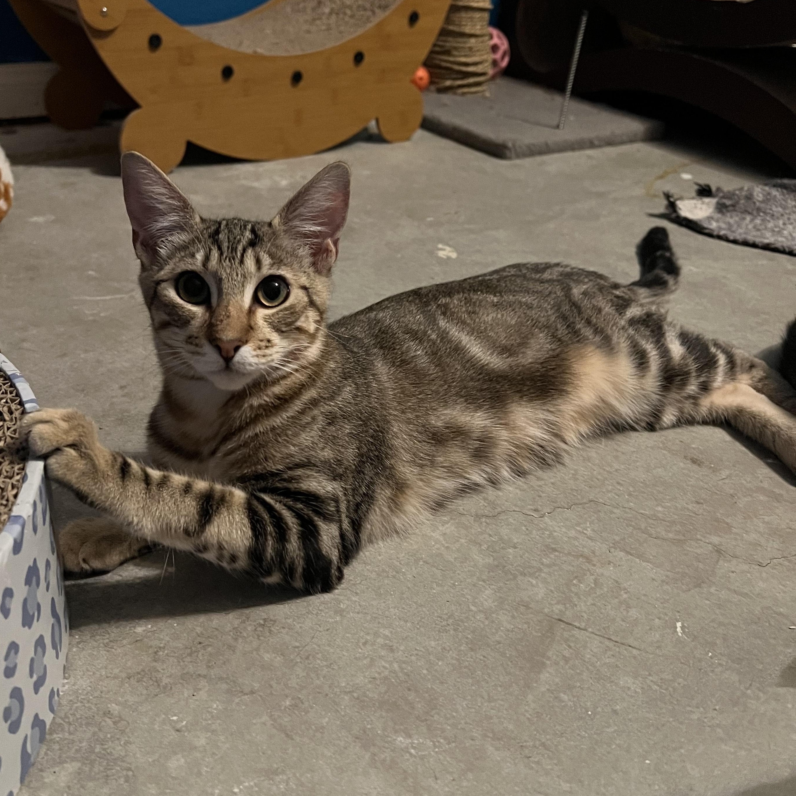 Tony photo