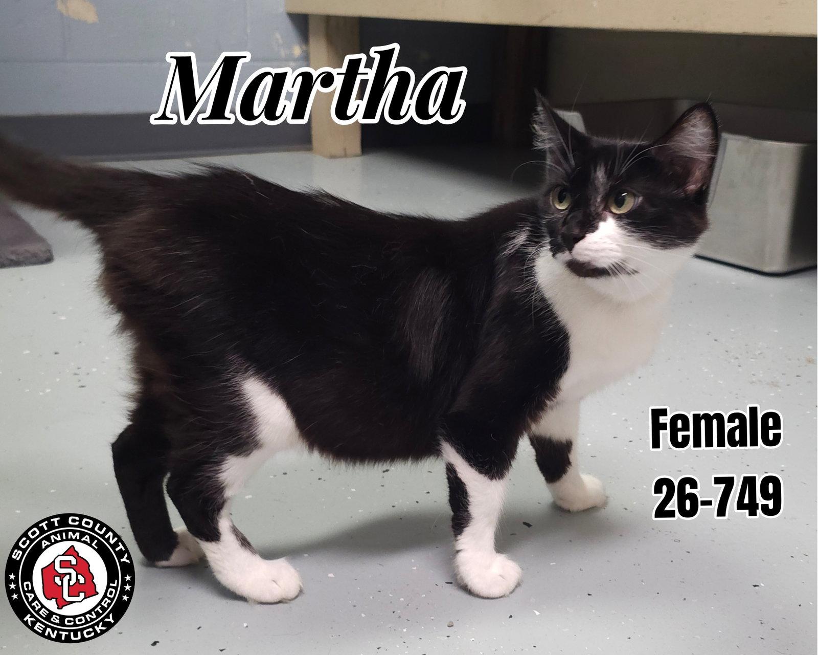Enlarge Martha, a Adoptable Domestic Short Hair in Georgetown, KY image 1/1