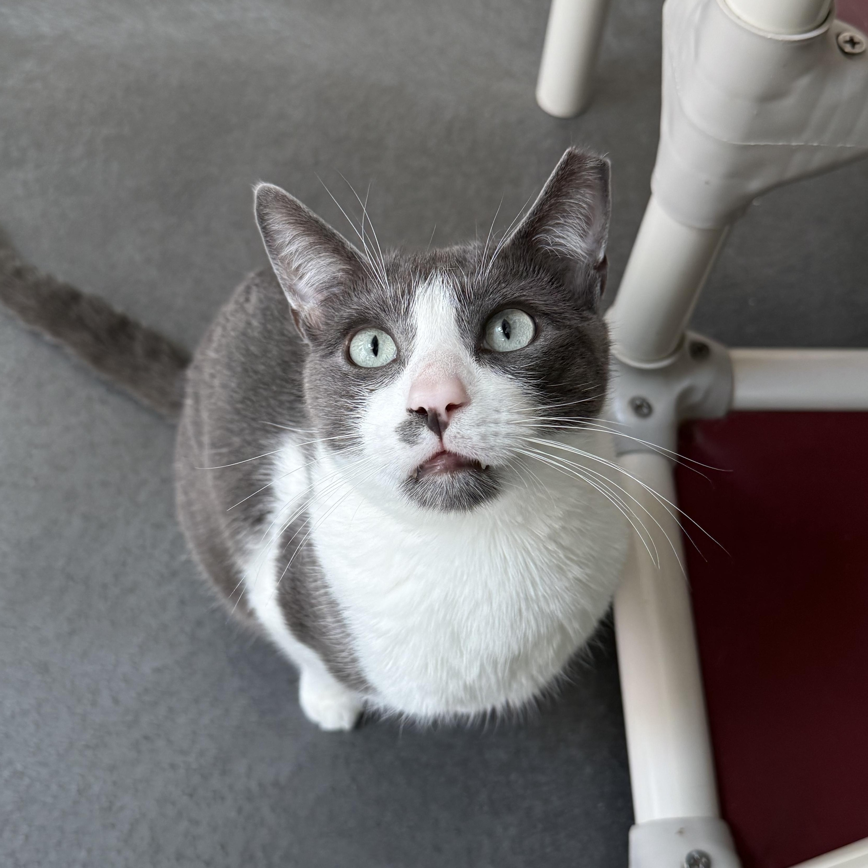 Miles, Adoptable, Senior Male Domestic Short Hair.