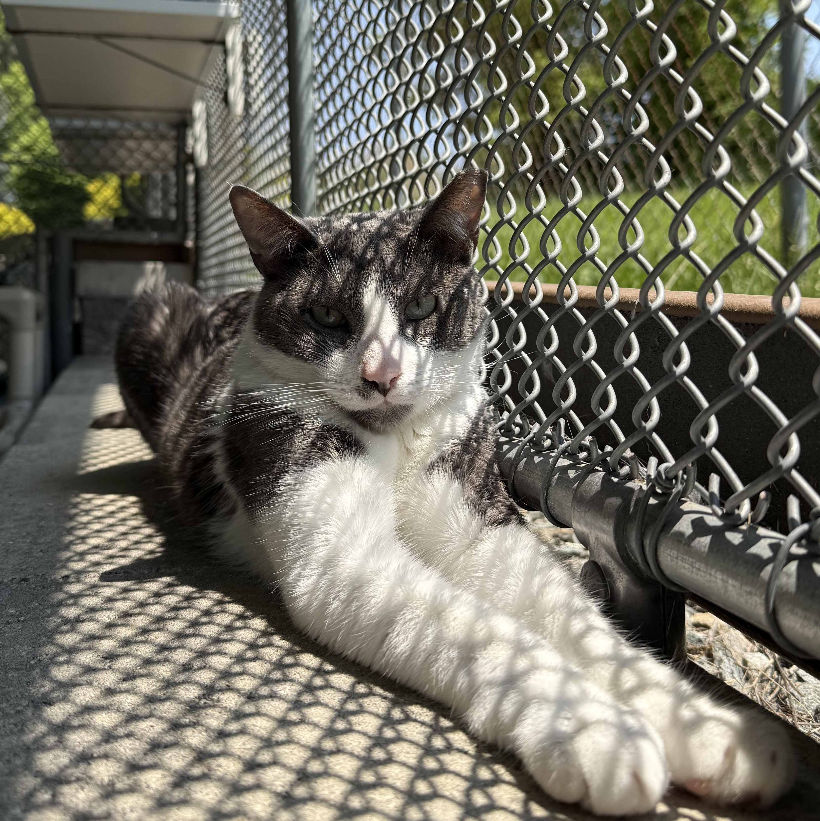 Miles, a Adoptable mixed breed in West Milford, NJ image 5/6