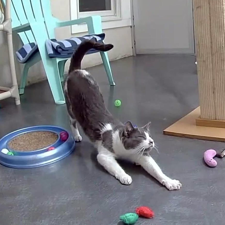 Miles, a Adoptable mixed breed in West Milford, NJ image 4/6