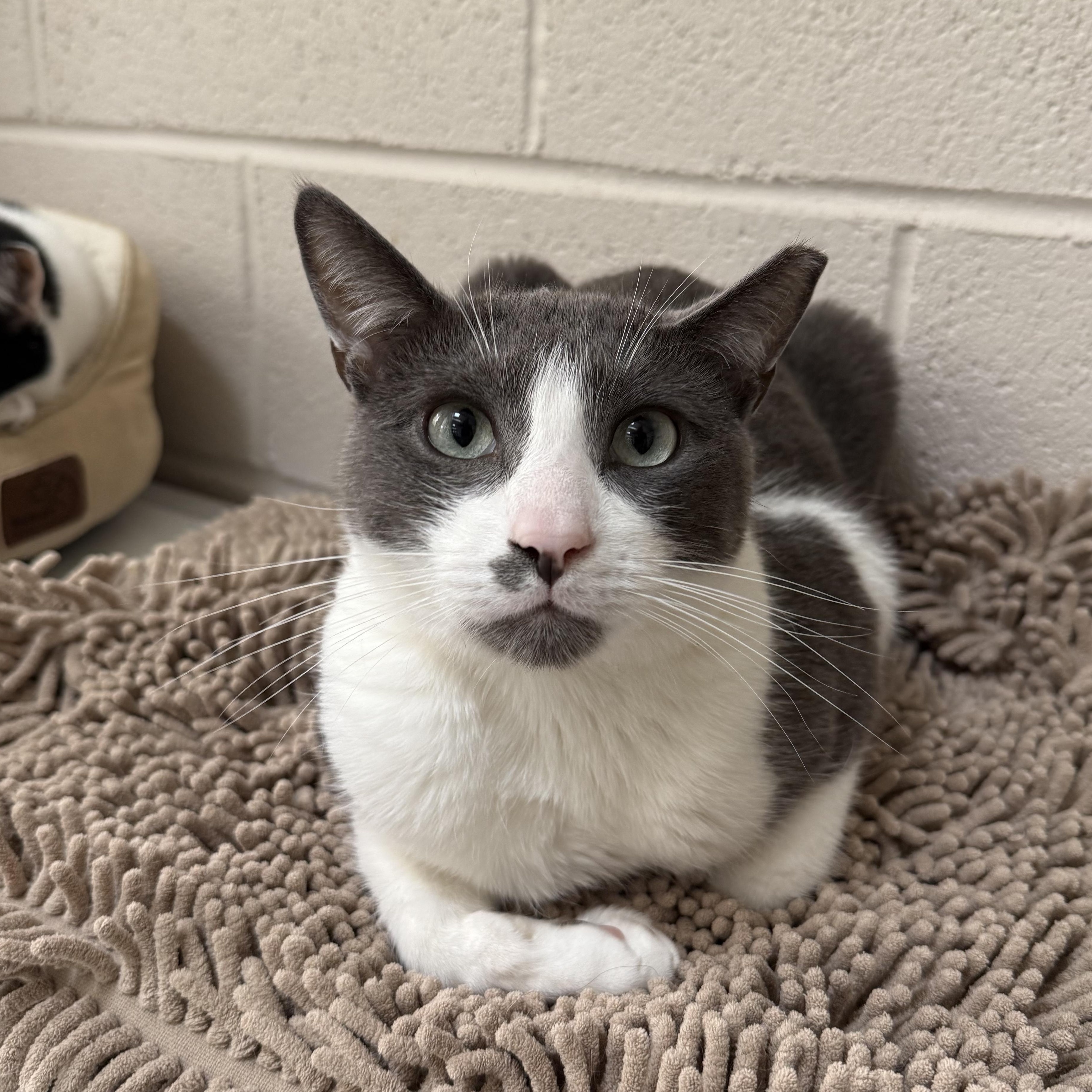 Miles, Adoptable, Senior Male Domestic Short Hair.