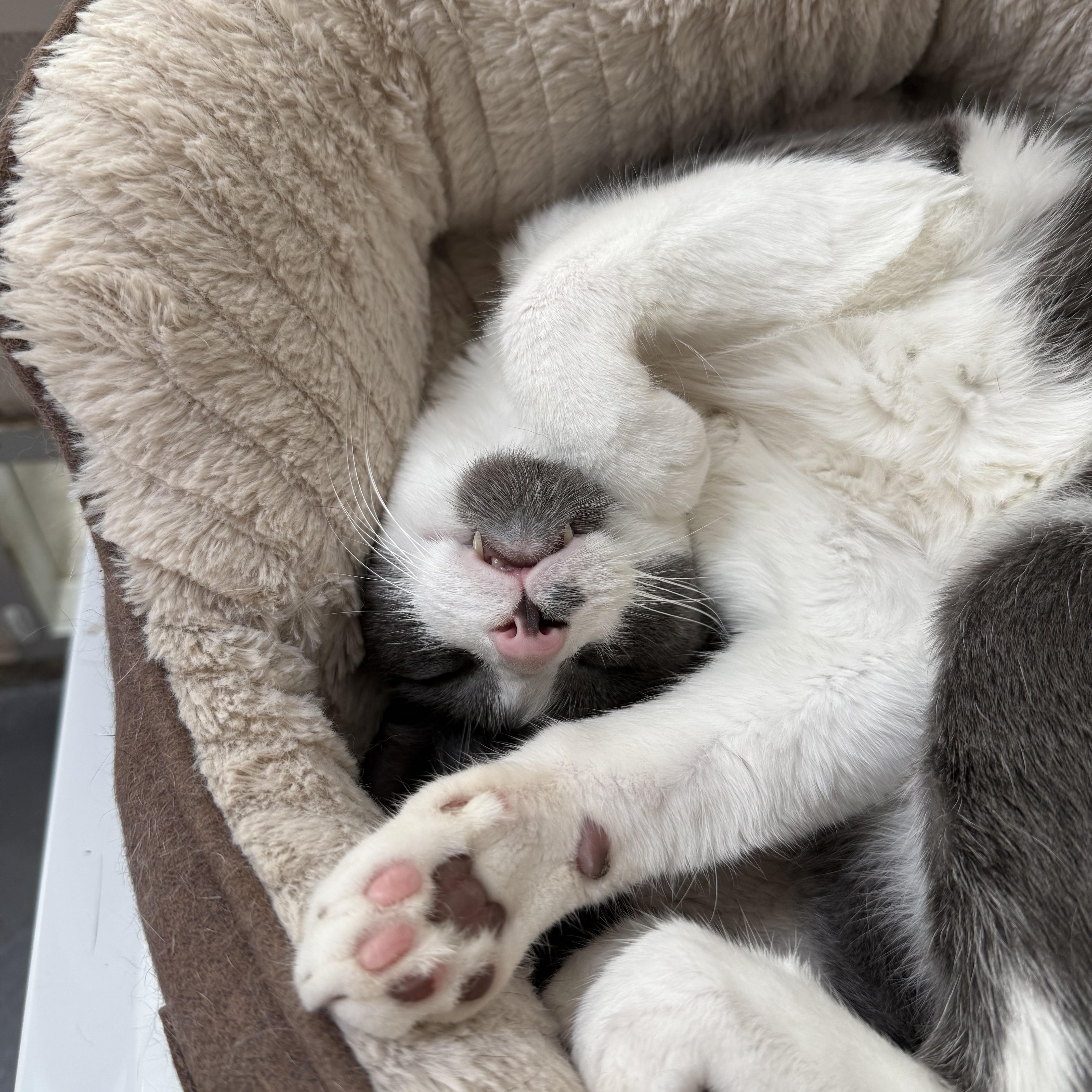 Miles, Adoptable, Senior Male Domestic Short Hair.