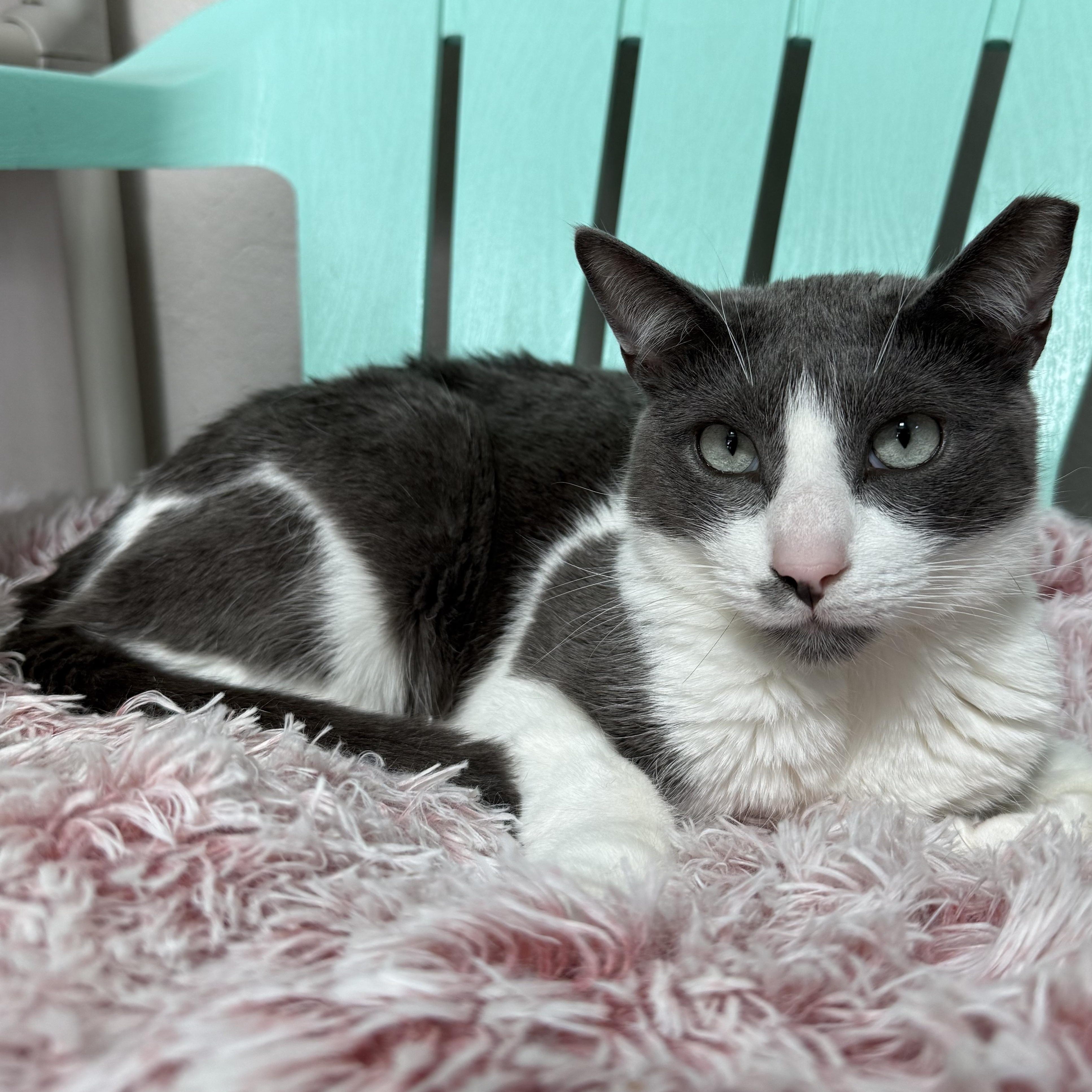 Enlarge Miles, a Adoptable mixed breed in West Milford, NJ image 3/6