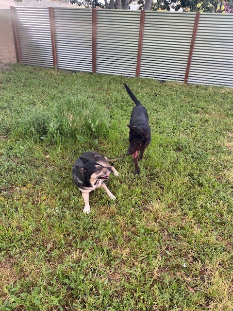Fabian, Adoptable, Adult Male German Shepherd Dog.