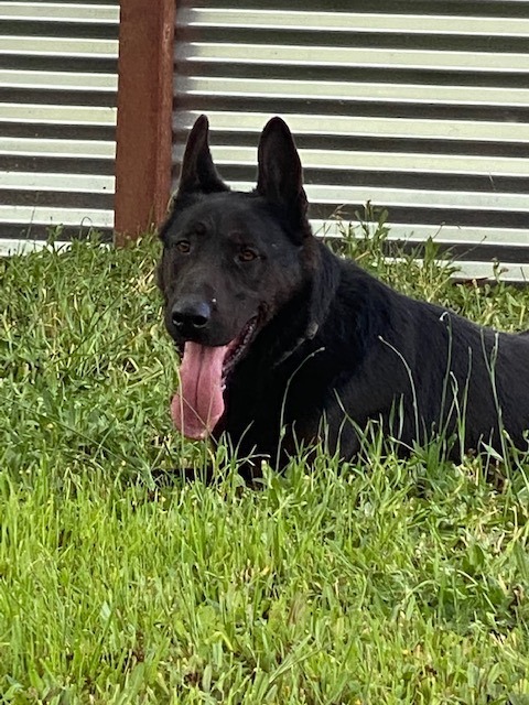 Enlarge Fabian, a Adoptable German Shepherd Dog in Rancho Palos Verdes, CA image 2/2