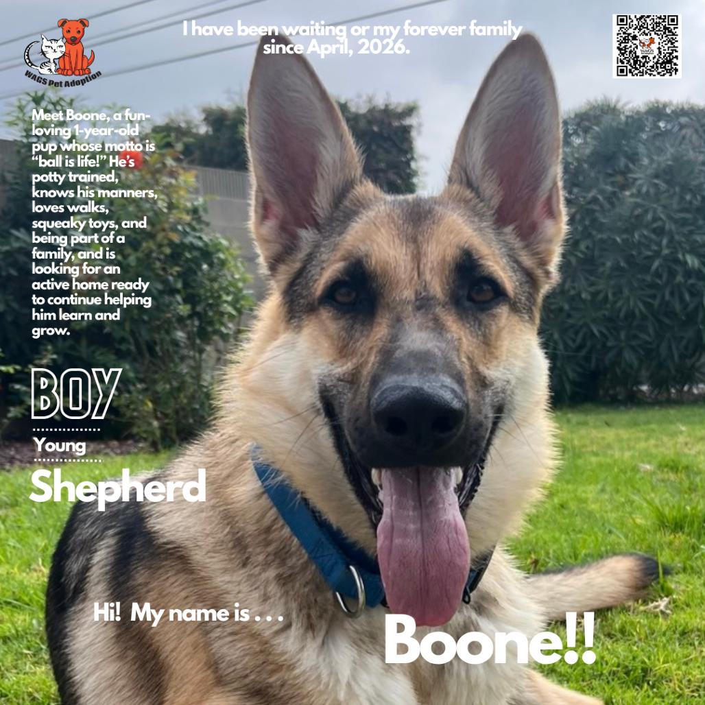 Boone, Adoptable, Young Male German Shepherd Dog.