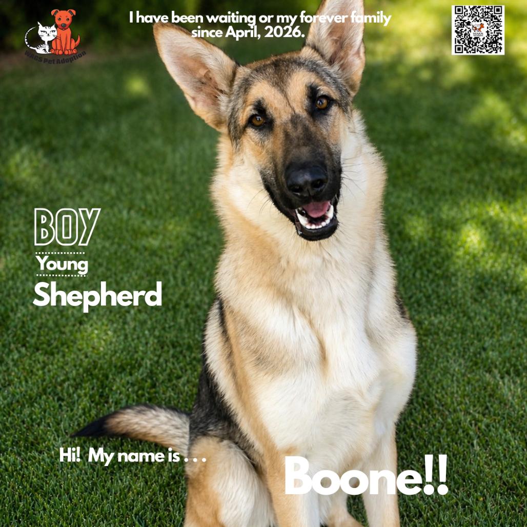 Boone, a Adoptable German Shepherd Dog in Westminster, CA image 1/5