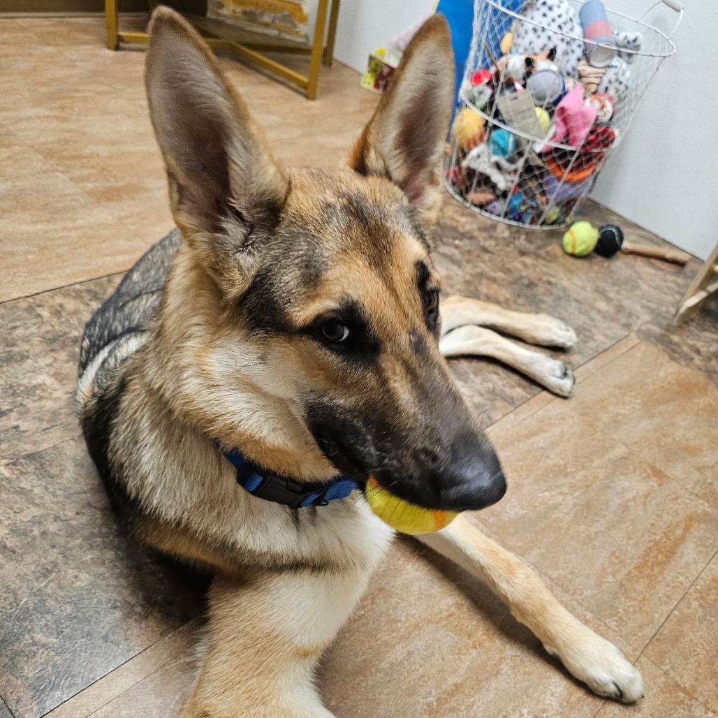 Boone, Adoptable, Young Male German Shepherd Dog.