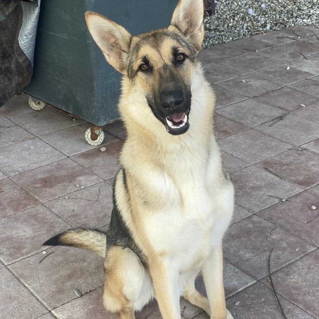Boone, a Adoptable German Shepherd Dog in Westminster, CA image 3/5