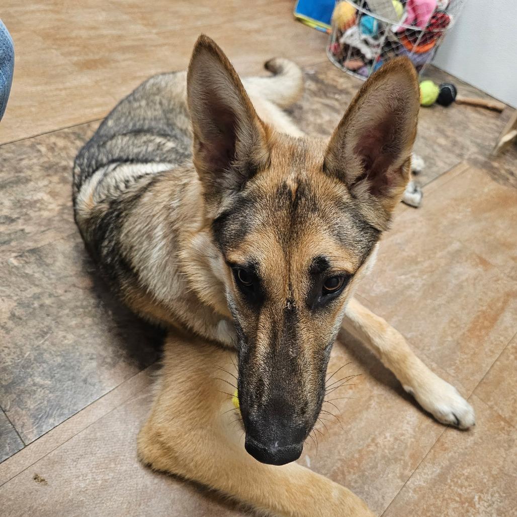 Boone, a Adoptable German Shepherd Dog in Westminster, CA image 4/5