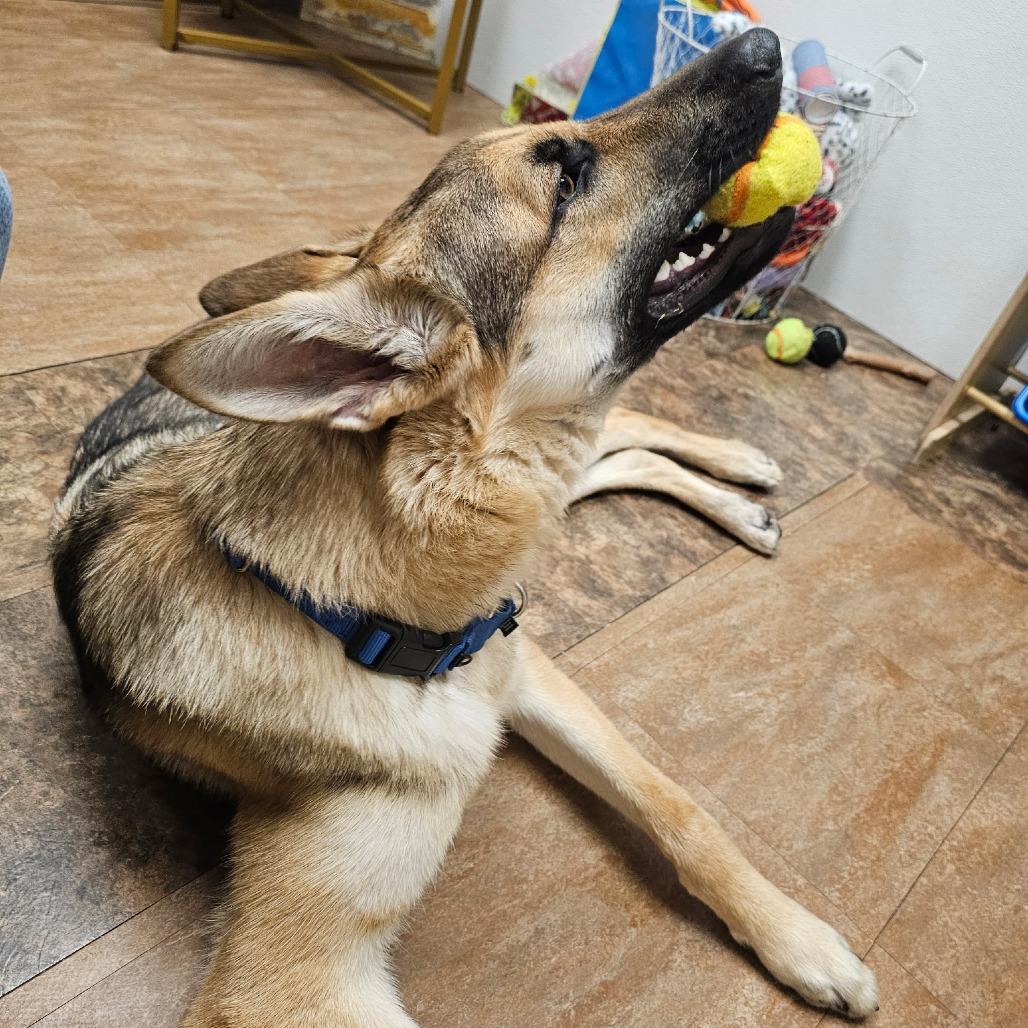 Boone, a Adoptable German Shepherd Dog in Westminster, CA image 5/5