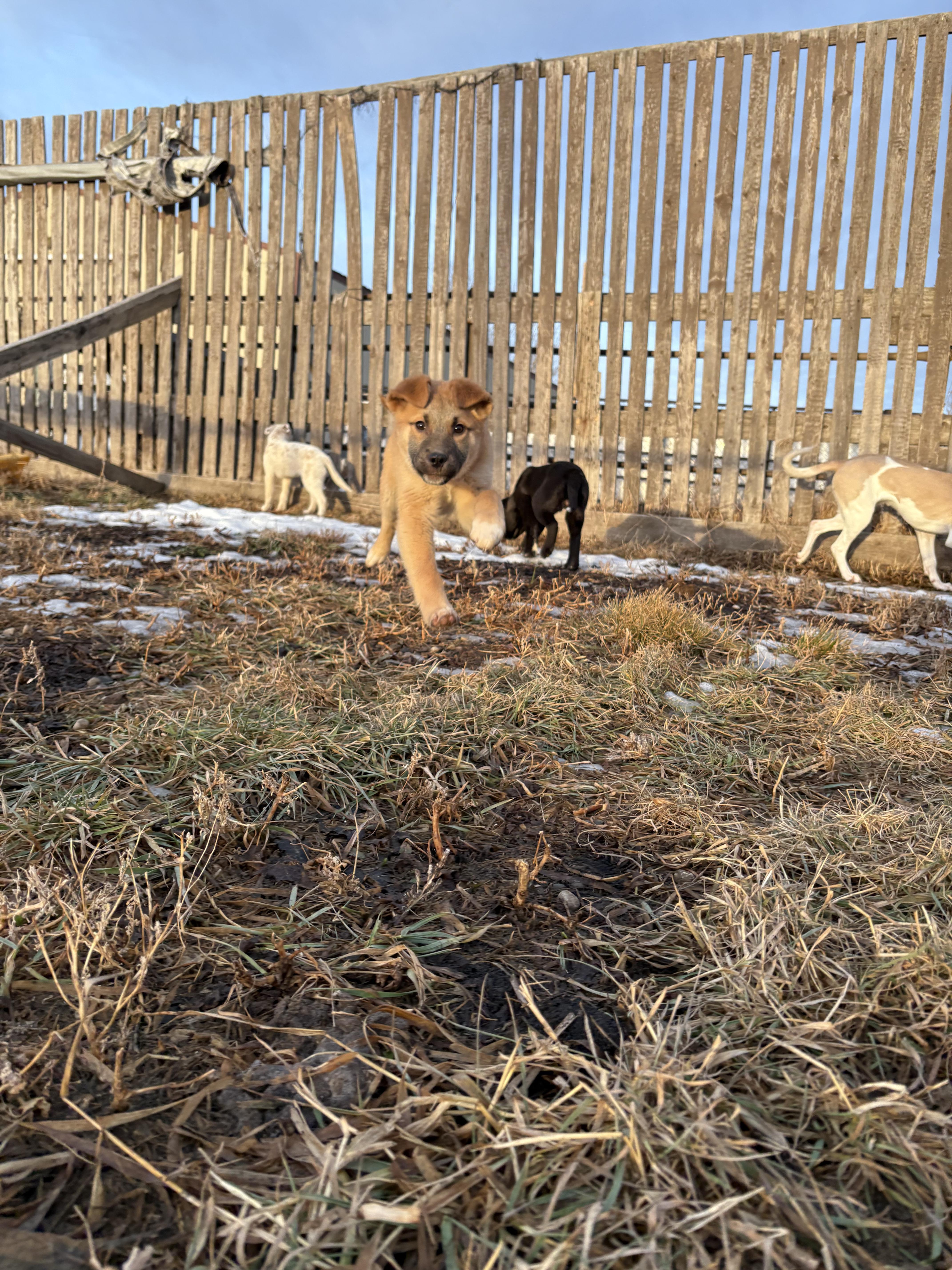 Dewey, a Adopted mixed breed in Crossfield, AB image 2/4