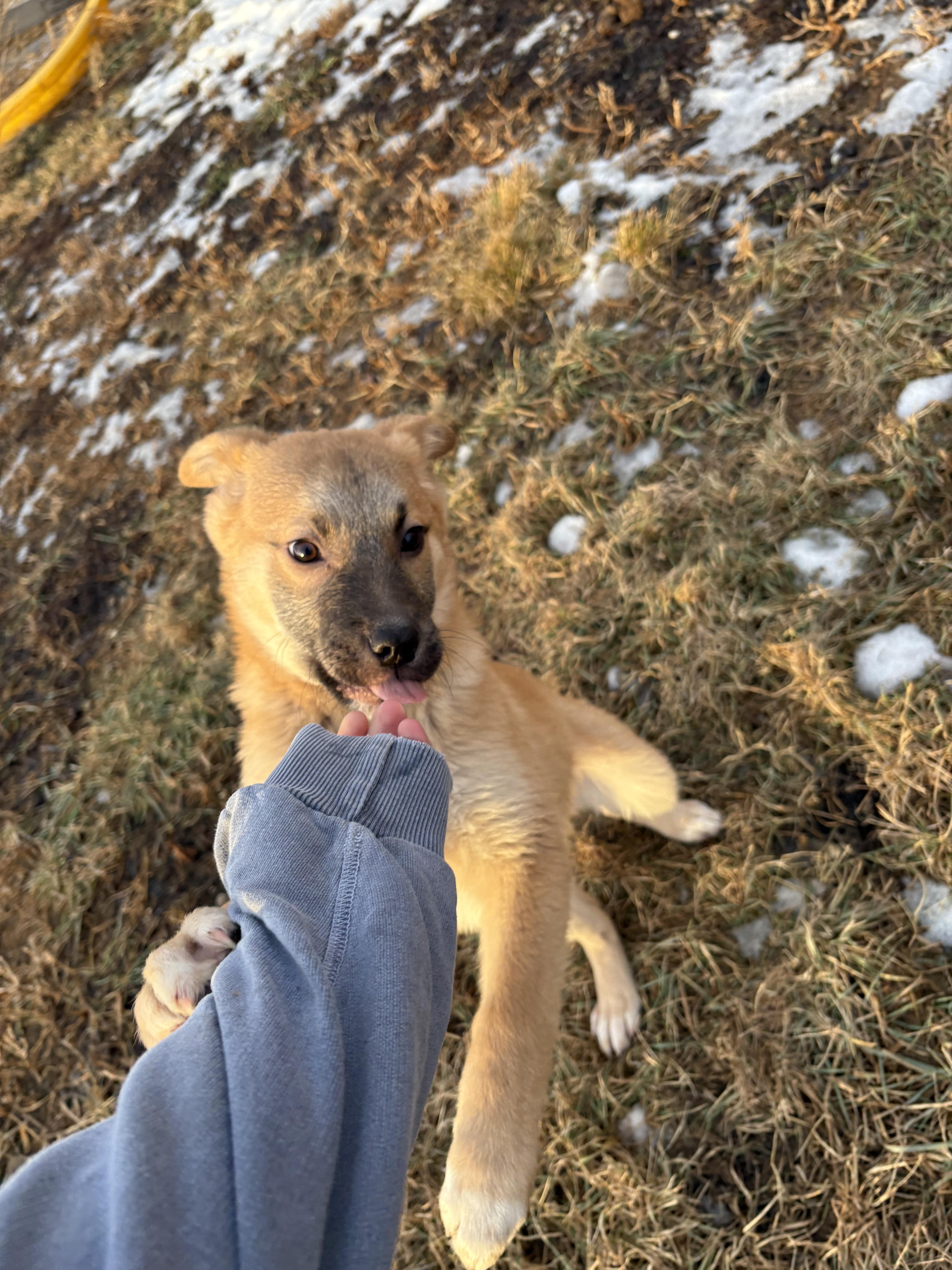 Dewey, a Adopted mixed breed in Crossfield, AB image 3/4