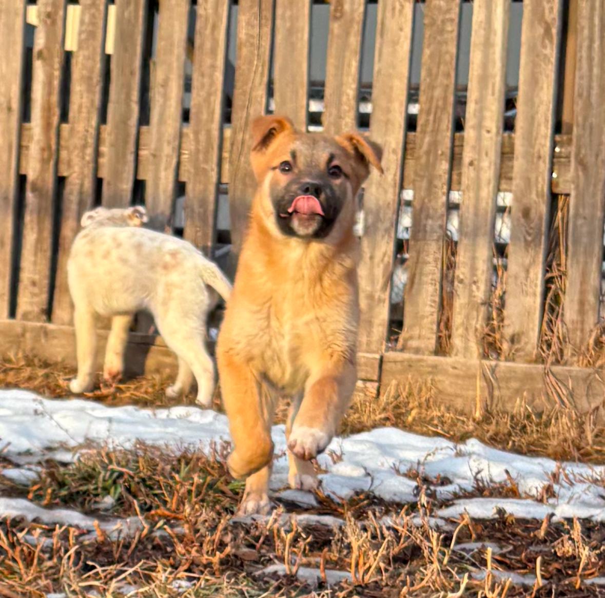 Dewey, a Adopted mixed breed in Crossfield, AB image 4/4