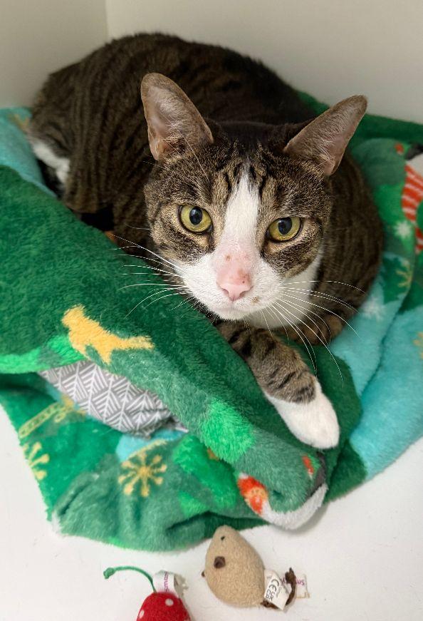 Cupid, Adoptable, Adult Male Tabby & Domestic Short Hair.
