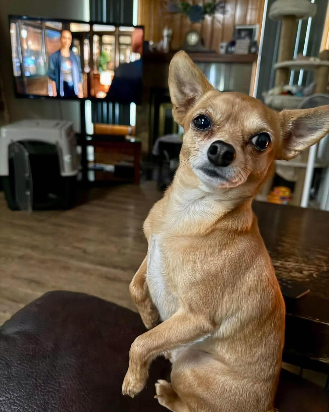 Enlarge Howie, a Adoptable Chihuahua in Lethbridge, AB image 1/2