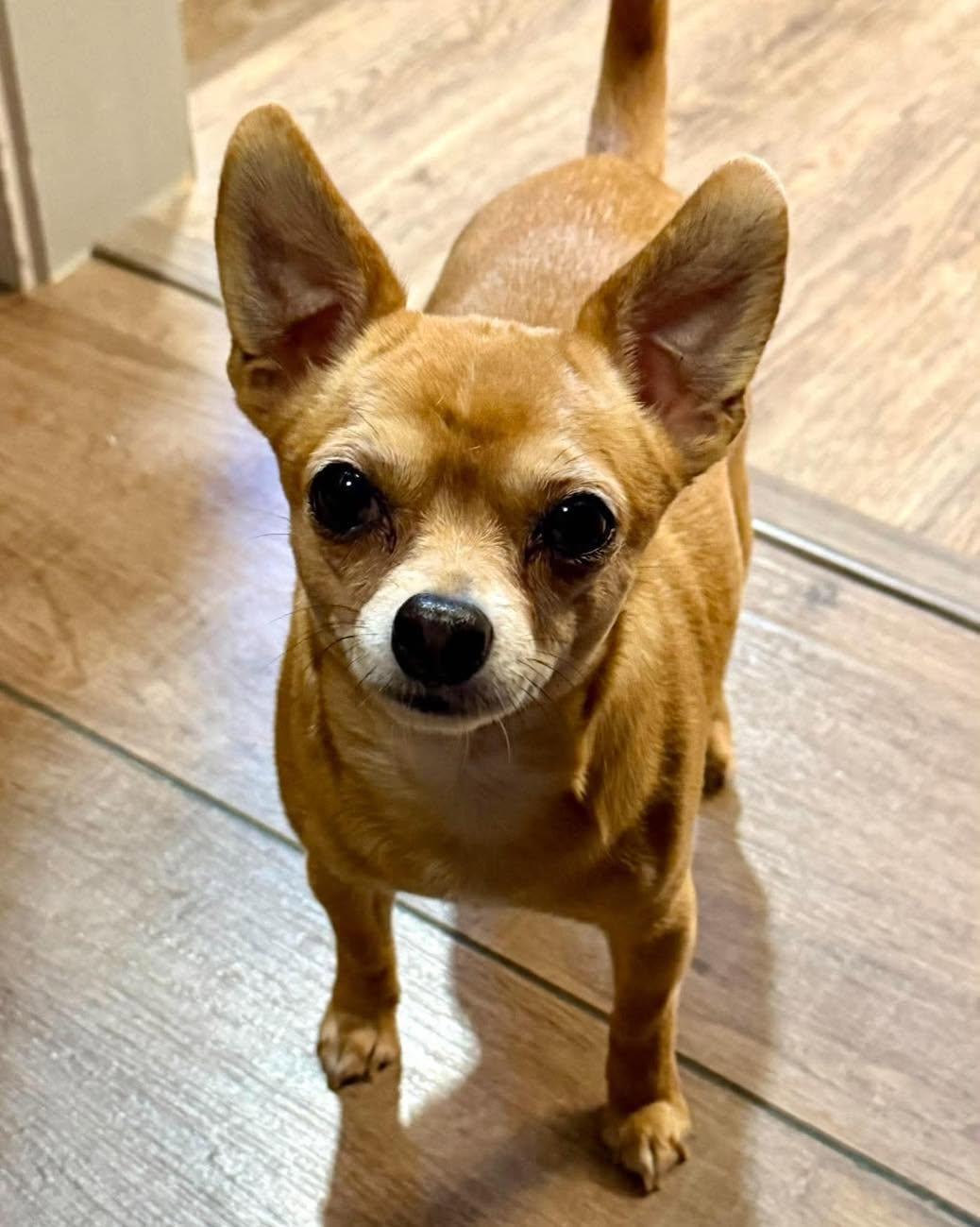 Enlarge Howie, a Adoptable Chihuahua in Lethbridge, AB image 2/2