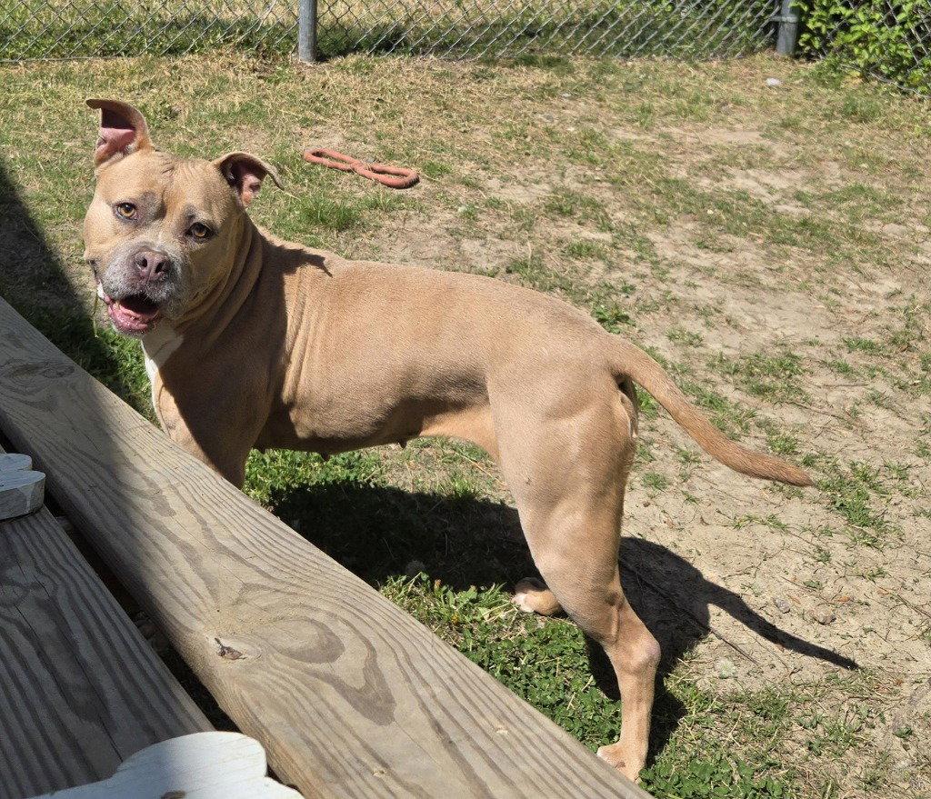 Enlarge DI 84 Caramel, a Adoptable Pit Bull Terrier in Glen Allen, VA image 1/3