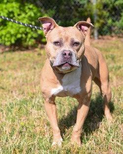 Enlarge DI 90 Caramel, a Adoptable Pit Bull Terrier in Glen Allen, VA image 1/3