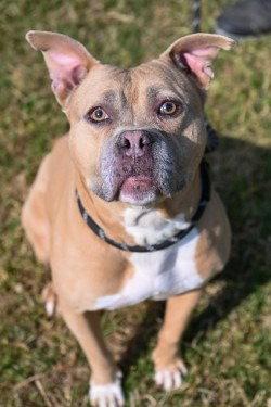 Enlarge DI 90 Caramel, a Adoptable Pit Bull Terrier in Glen Allen, VA image 2/3