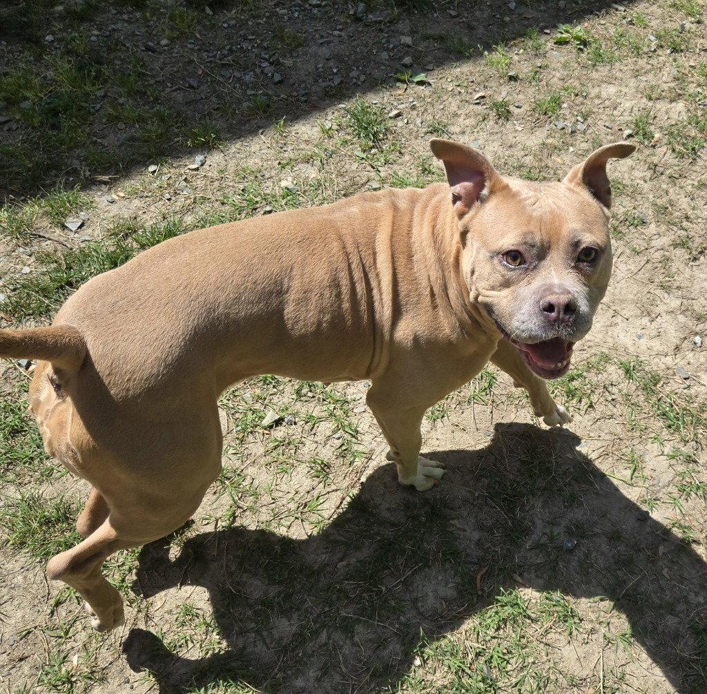 Enlarge DI 84 Caramel, a Adoptable Pit Bull Terrier in Glen Allen, VA image 2/3