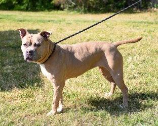 Enlarge DI 90 Caramel, a Adoptable Pit Bull Terrier in Glen Allen, VA image 3/3