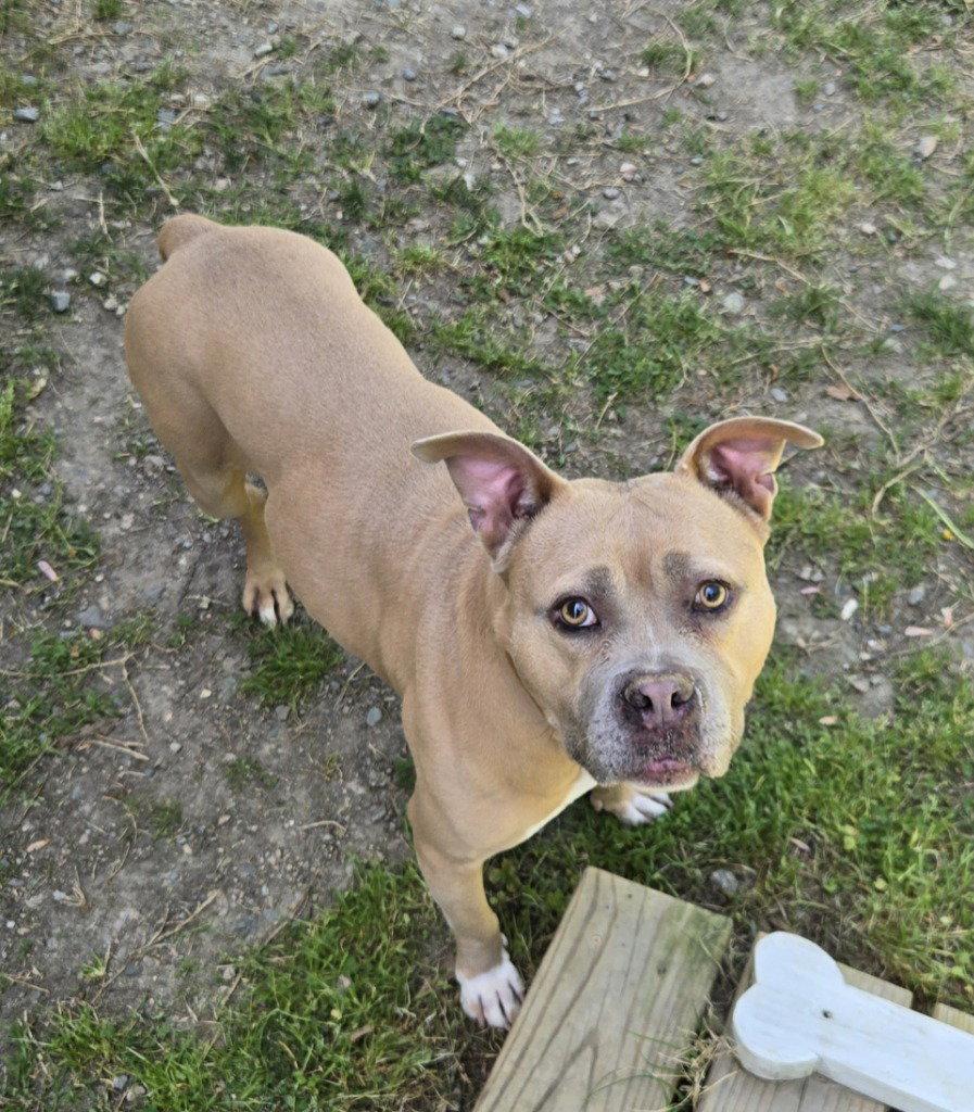 Enlarge DI 84 Caramel, a Adoptable Pit Bull Terrier in Glen Allen, VA image 3/3