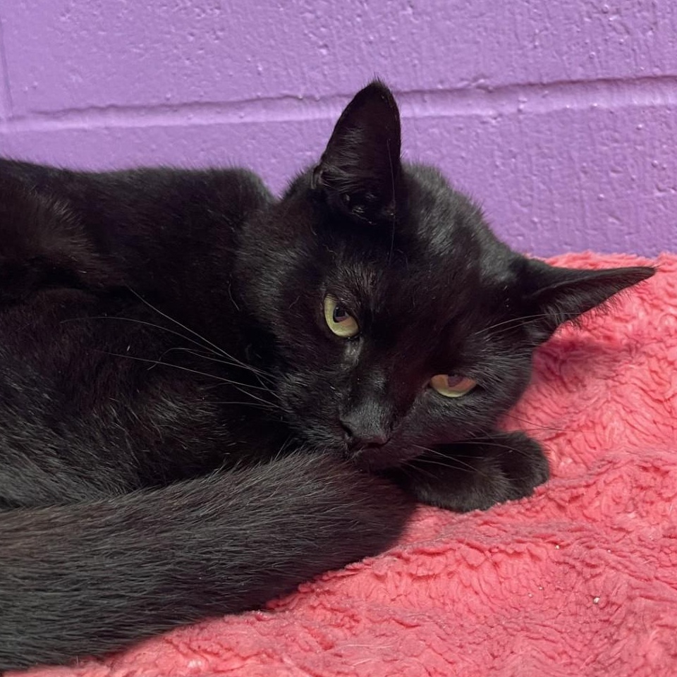 Calluna, Adoptable, Young Female Domestic Short Hair.