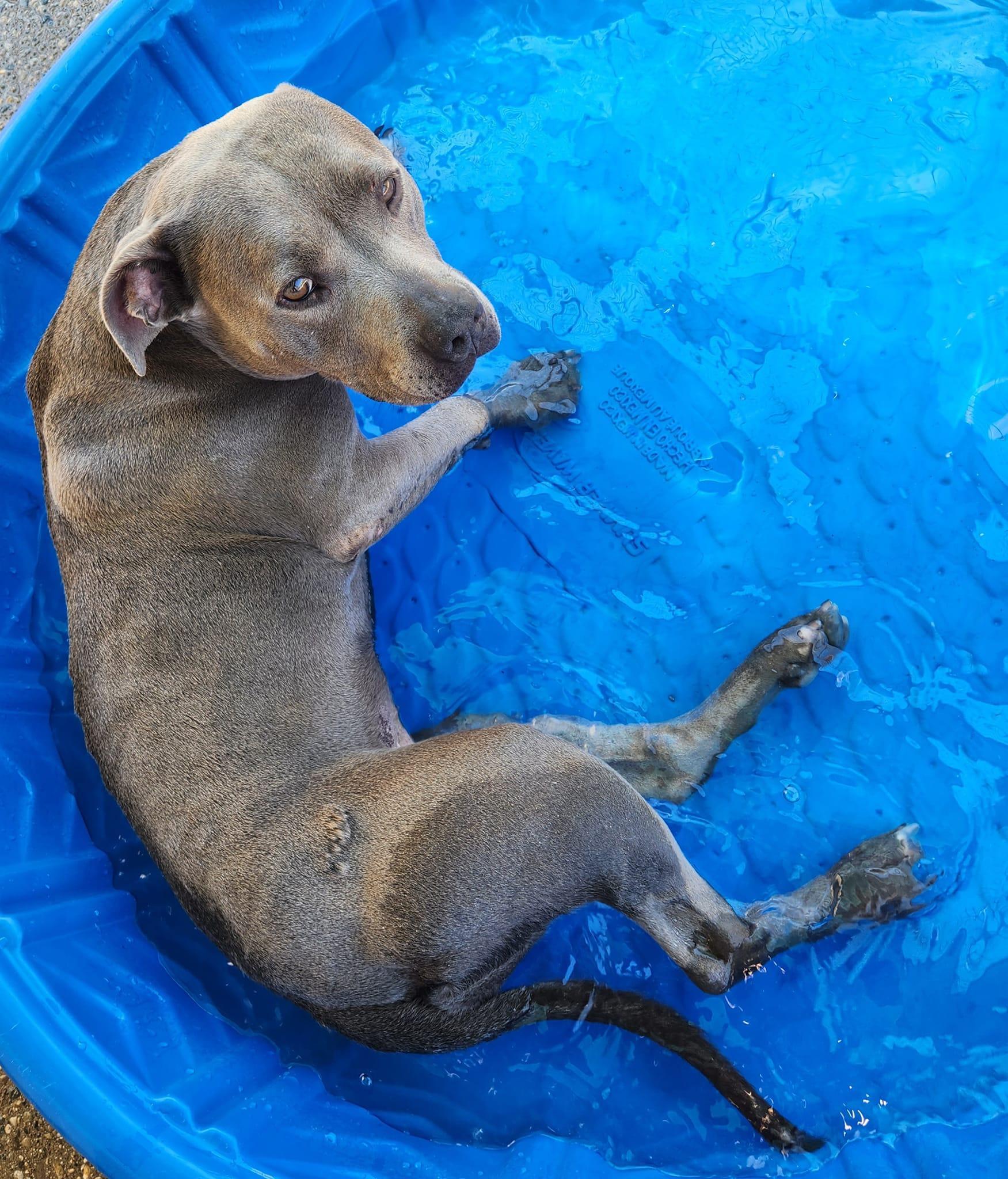 NIKKI- Needs a foster/forever home!, Adoptable, Adult Female Terrier.