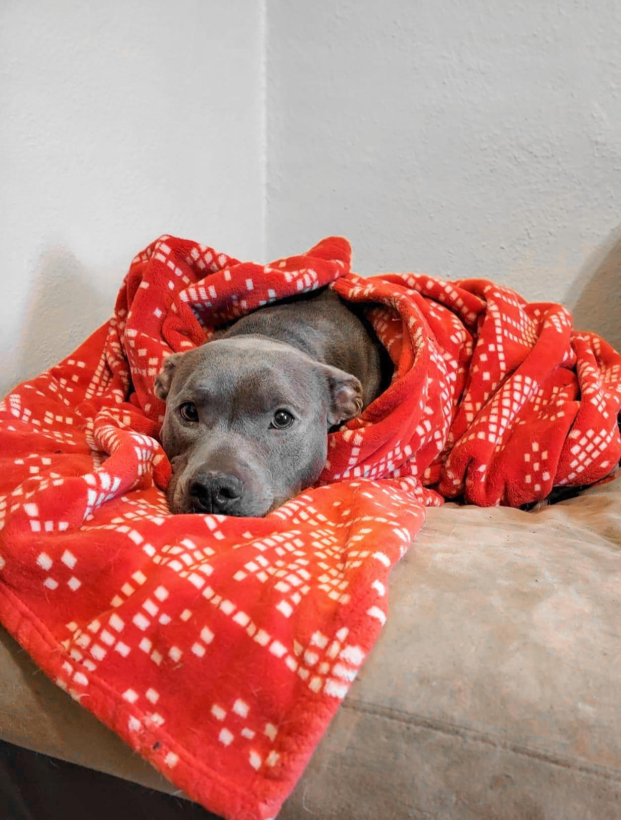 NIKKI- Needs a foster/forever home!, Adoptable, Adult Female Terrier.