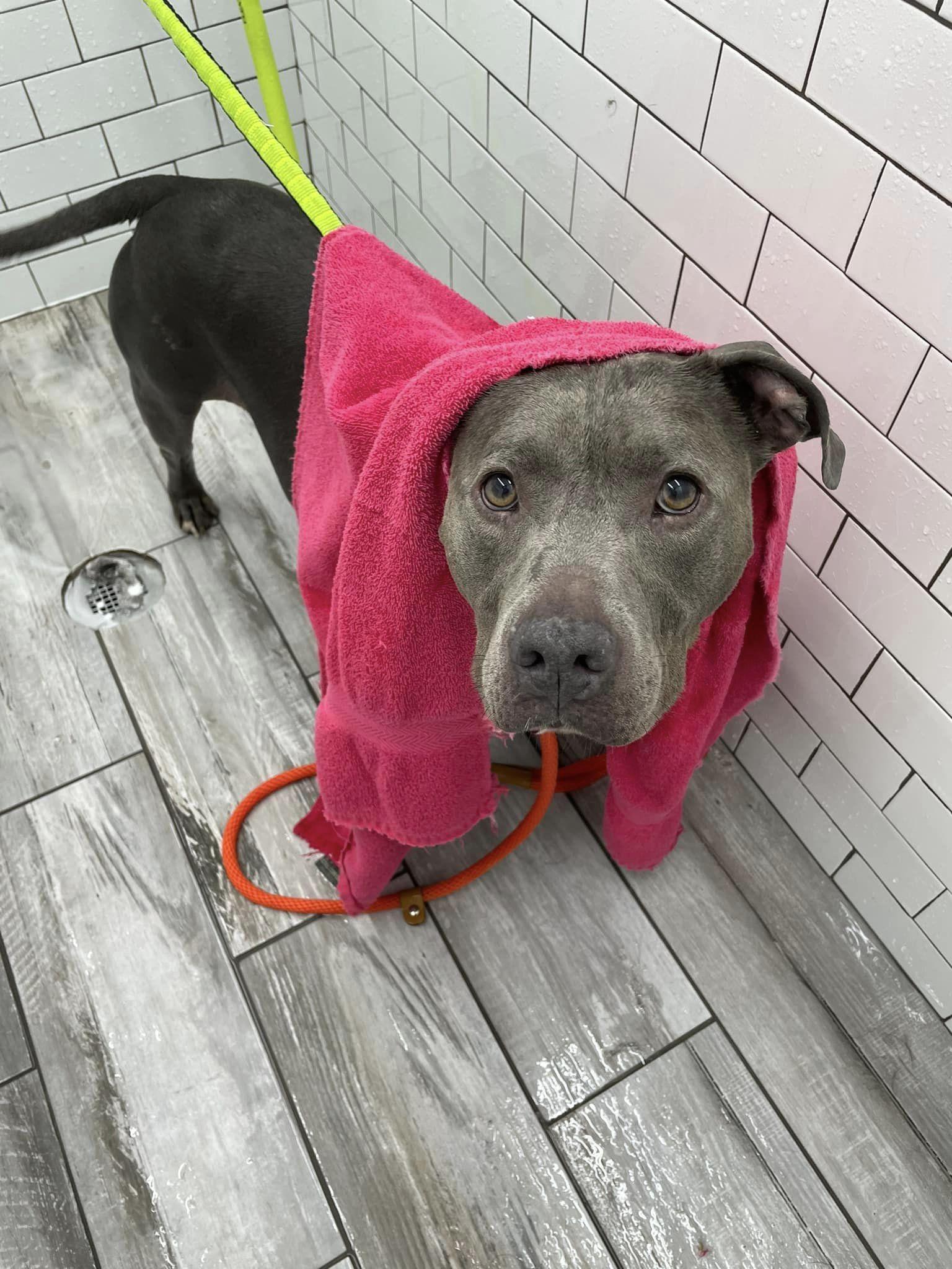 NIKKI- Needs a foster/forever home! — thumbnail 3