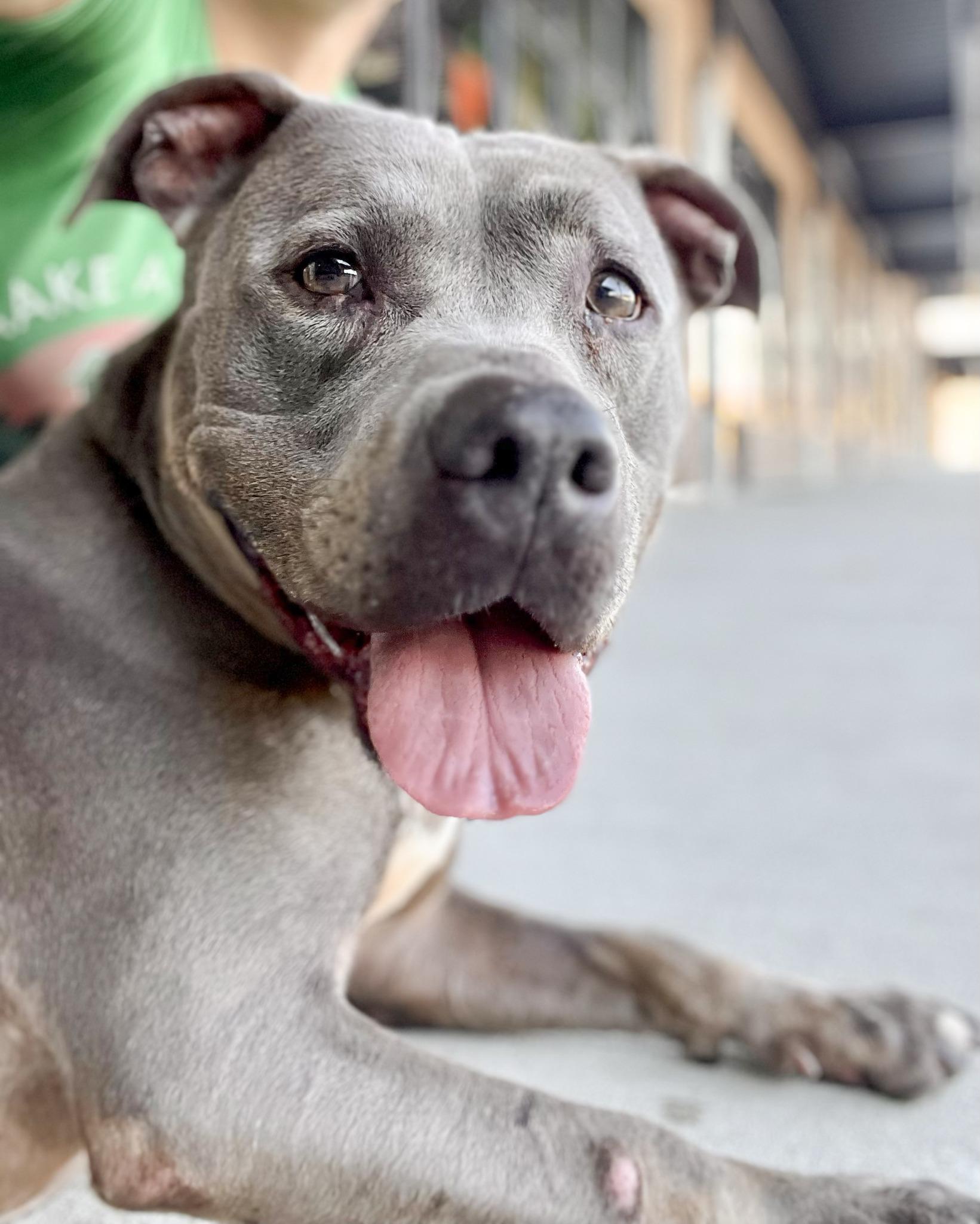 NIKKI- Needs a foster/forever home! — thumbnail 4