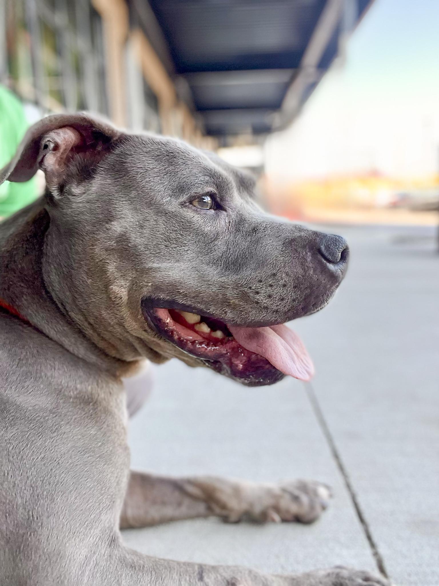 NIKKI- Needs a foster/forever home!, a Adoptable mixed breed in Birmingham, MI image 6/6