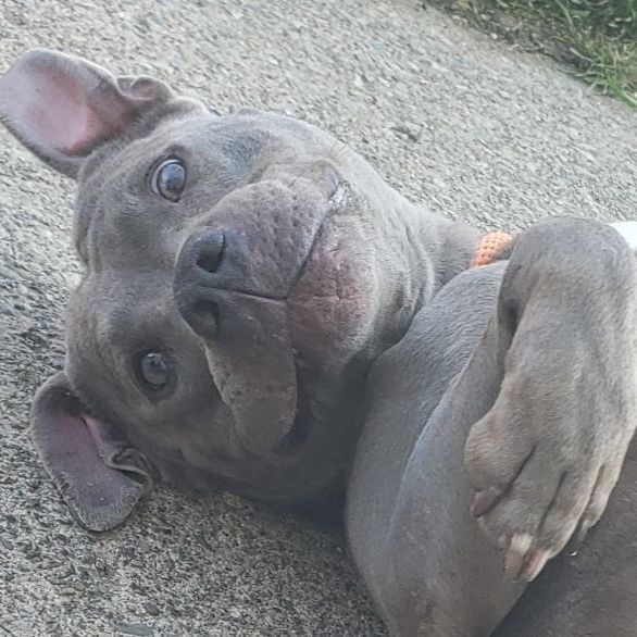 NIKKI- Needs a foster/forever home! — thumbnail 6