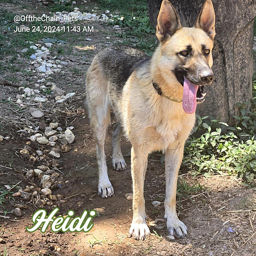 Heidi, Adopted, Adult Female German Shepherd Dog.
