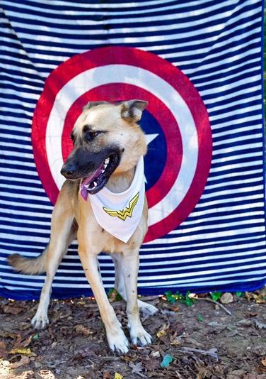 Enlarge Heidi, a Adopted German Shepherd Dog in Toney, AL image 2/6