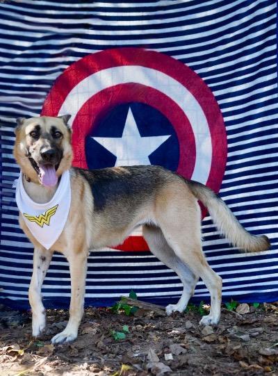 Enlarge Heidi, a Adopted German Shepherd Dog in Toney, AL image 3/6