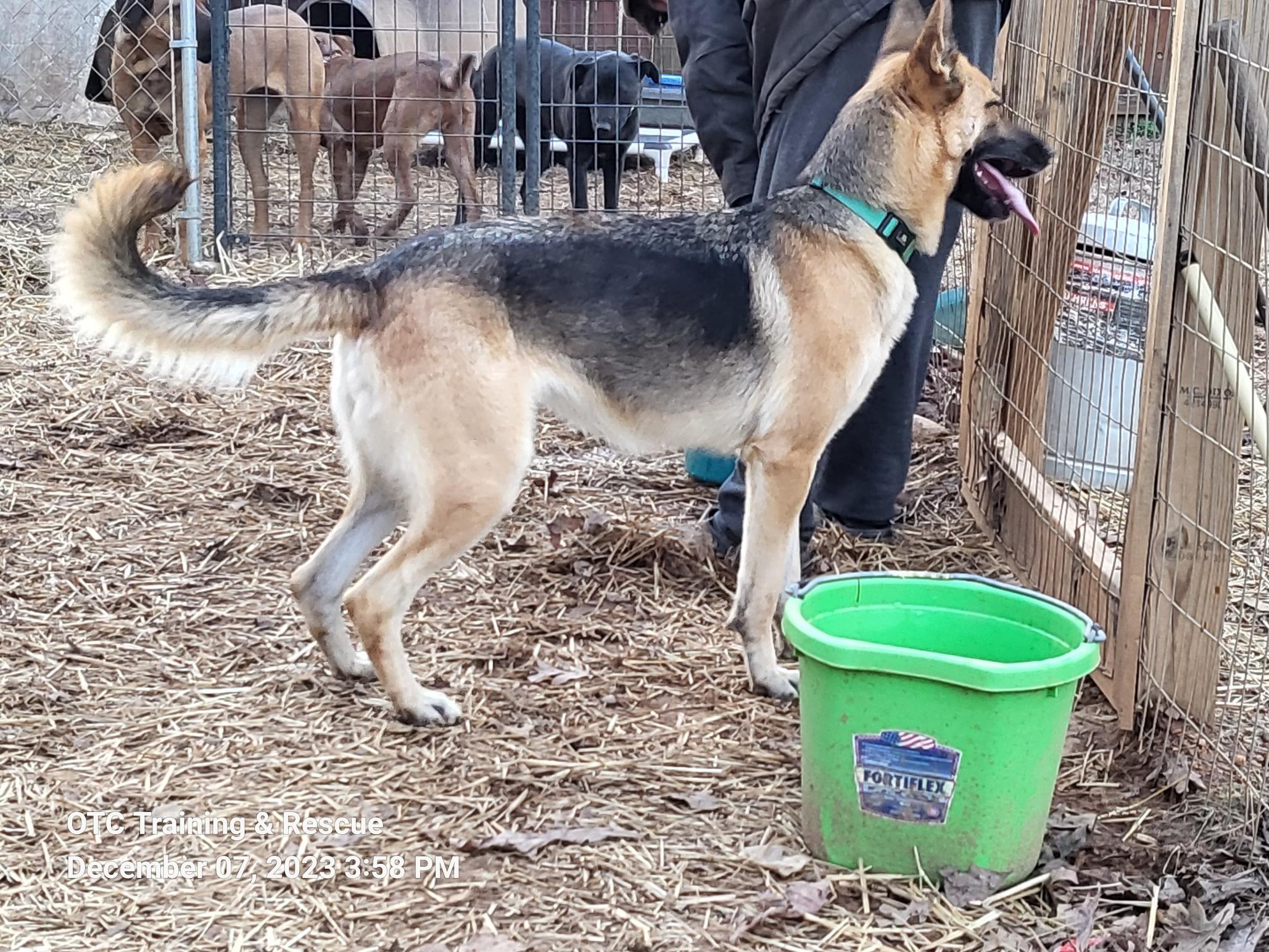 Enlarge Heidi, a Adopted German Shepherd Dog in Toney, AL image 4/6