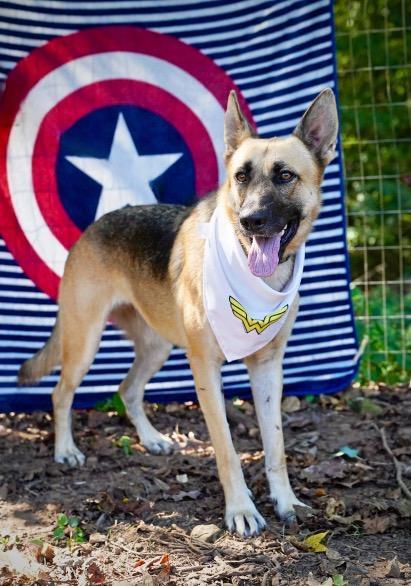 Enlarge Heidi, a Adopted German Shepherd Dog in Toney, AL image 5/6