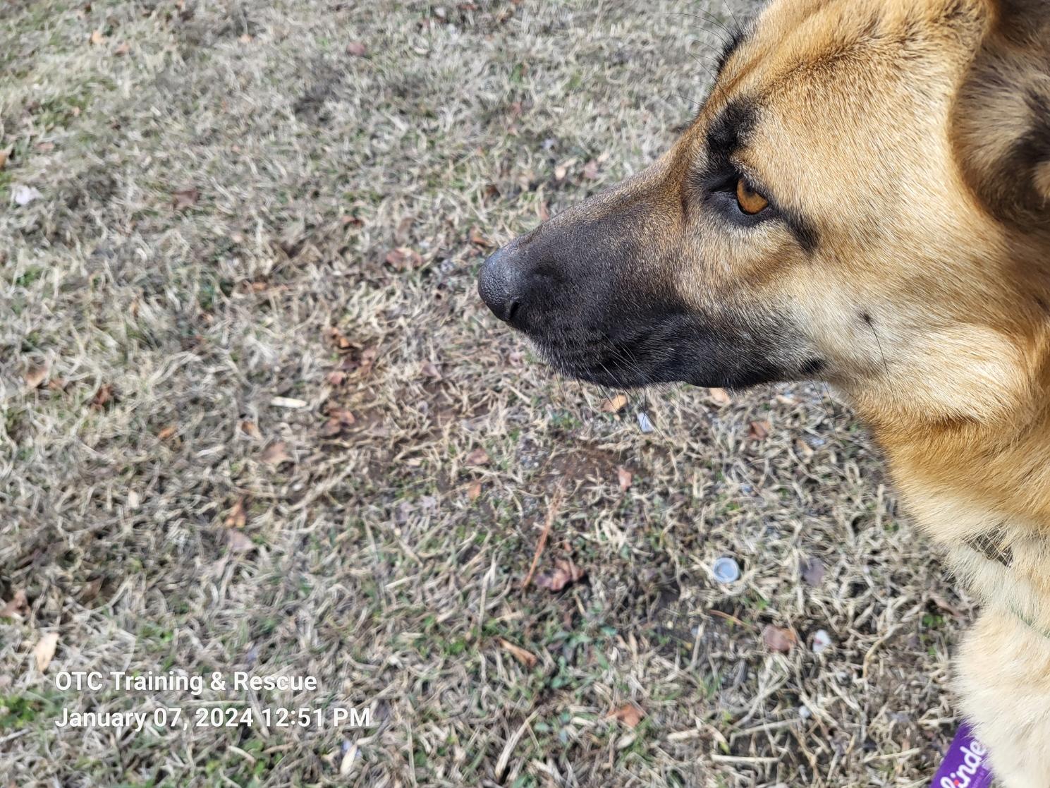 Enlarge Heidi, a Adopted German Shepherd Dog in Toney, AL image 6/6