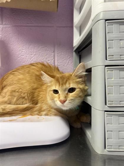 Enlarge 61806123, a Adoptable mixed breed in El Paso, TX image 1/1