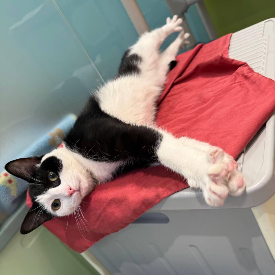 Otacon, Adoptable, Young Male Domestic Short Hair.
