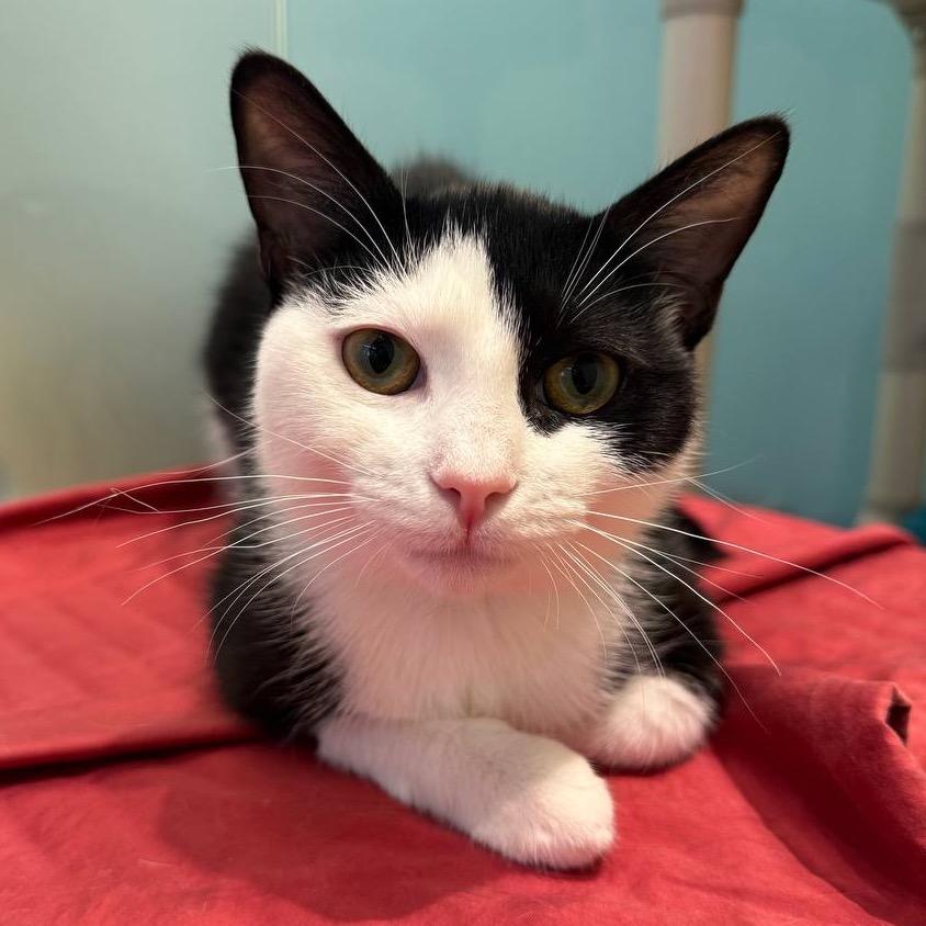 Enlarge Otacon, a Adoptable Domestic Short Hair in New York, NY image 2/3