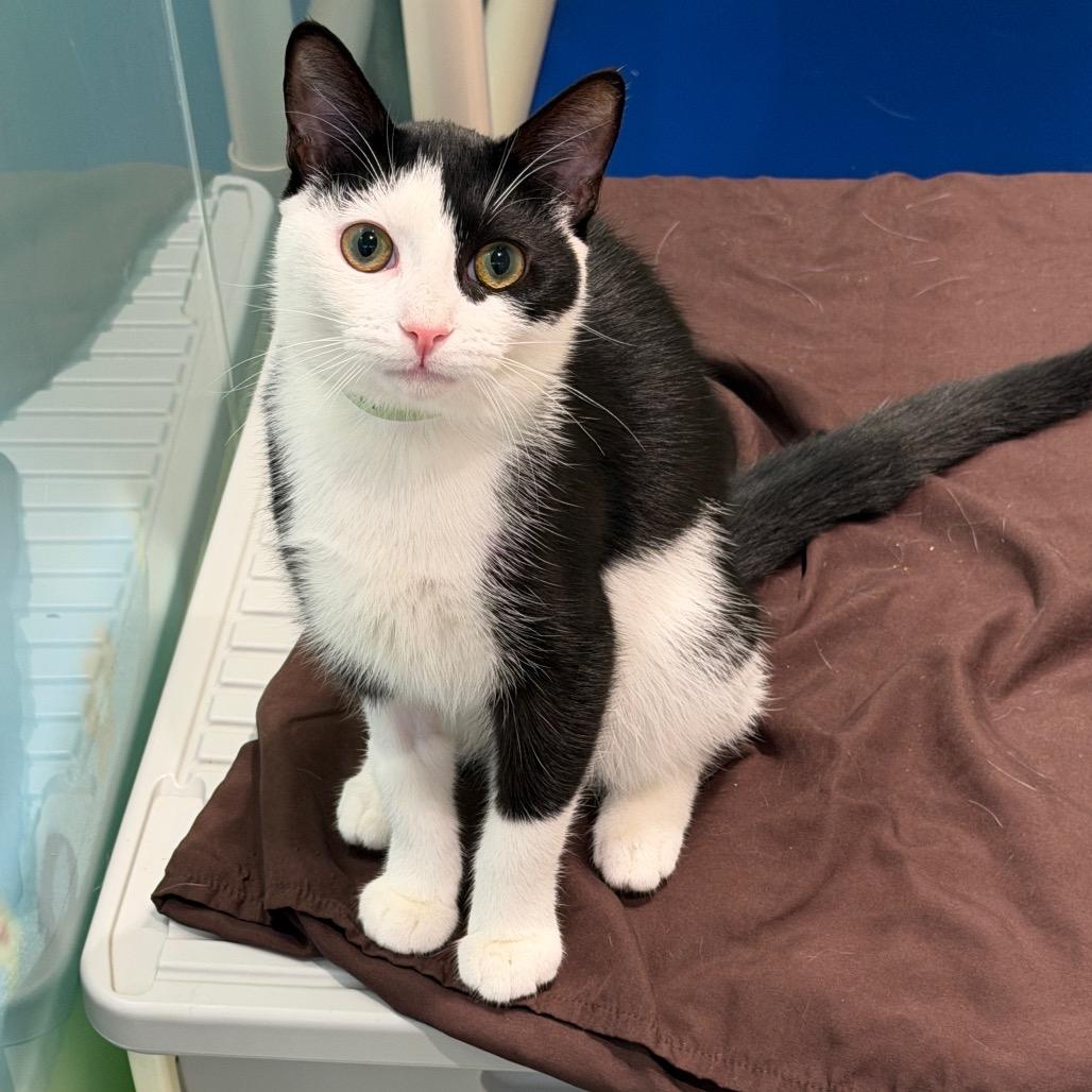 Enlarge Otacon, a Adoptable Domestic Short Hair in New York, NY image 3/3