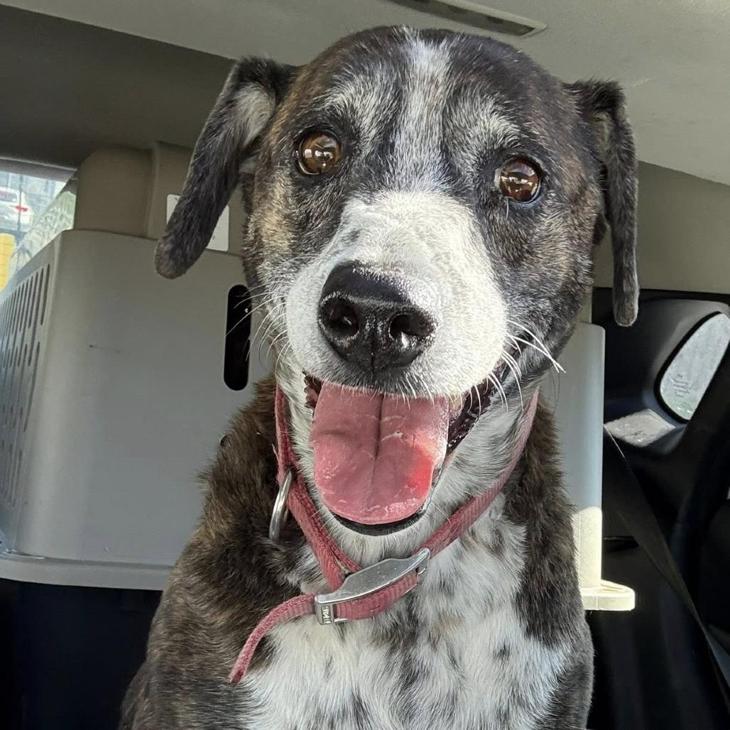 Jill, Adoptable, Senior Female Labrador Retriever.