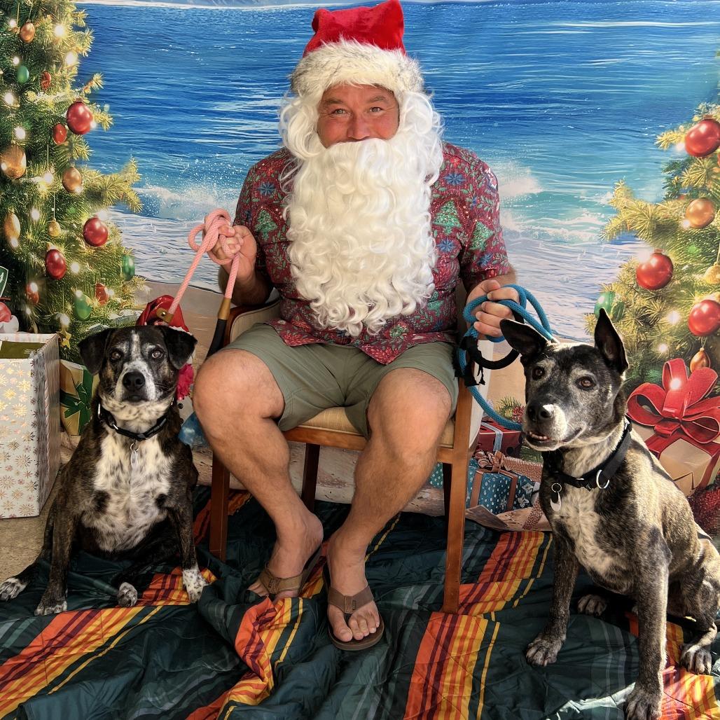 Jill, a Adoptable Labrador Retriever in Ramona, CA image 3/4