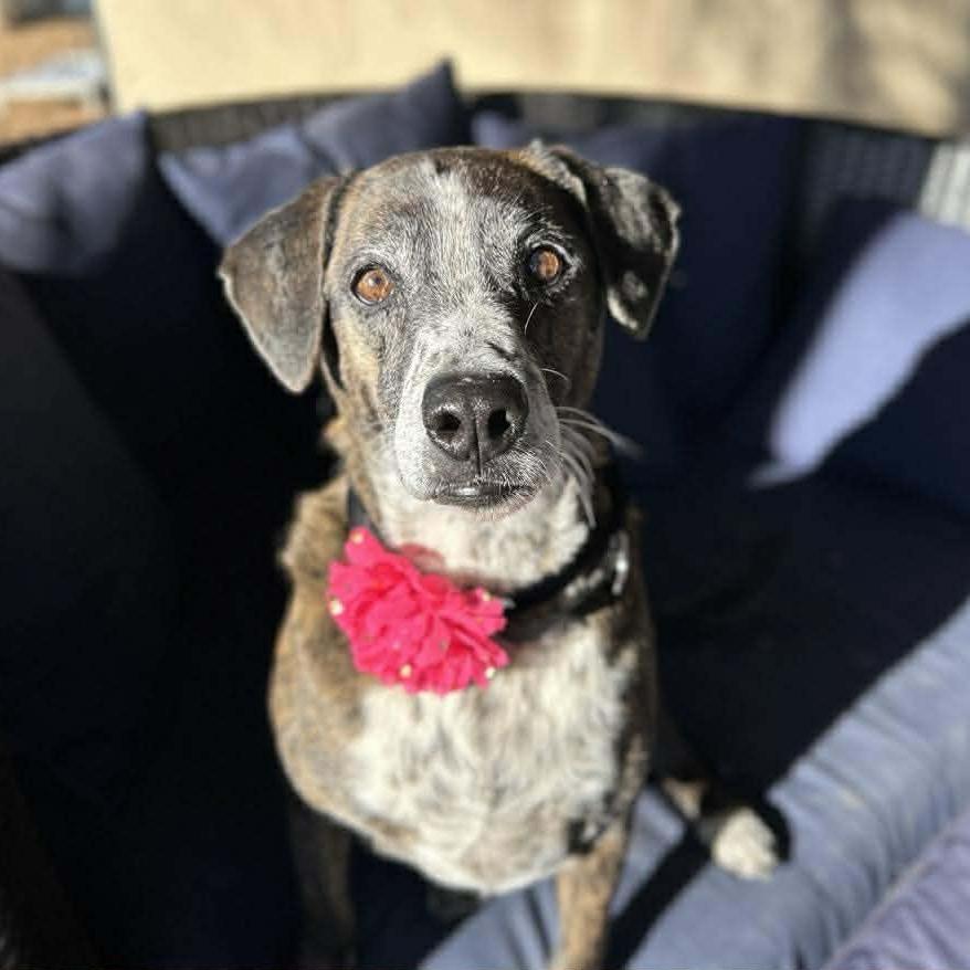 Jill, a Adoptable Labrador Retriever in Ramona, CA image 4/4