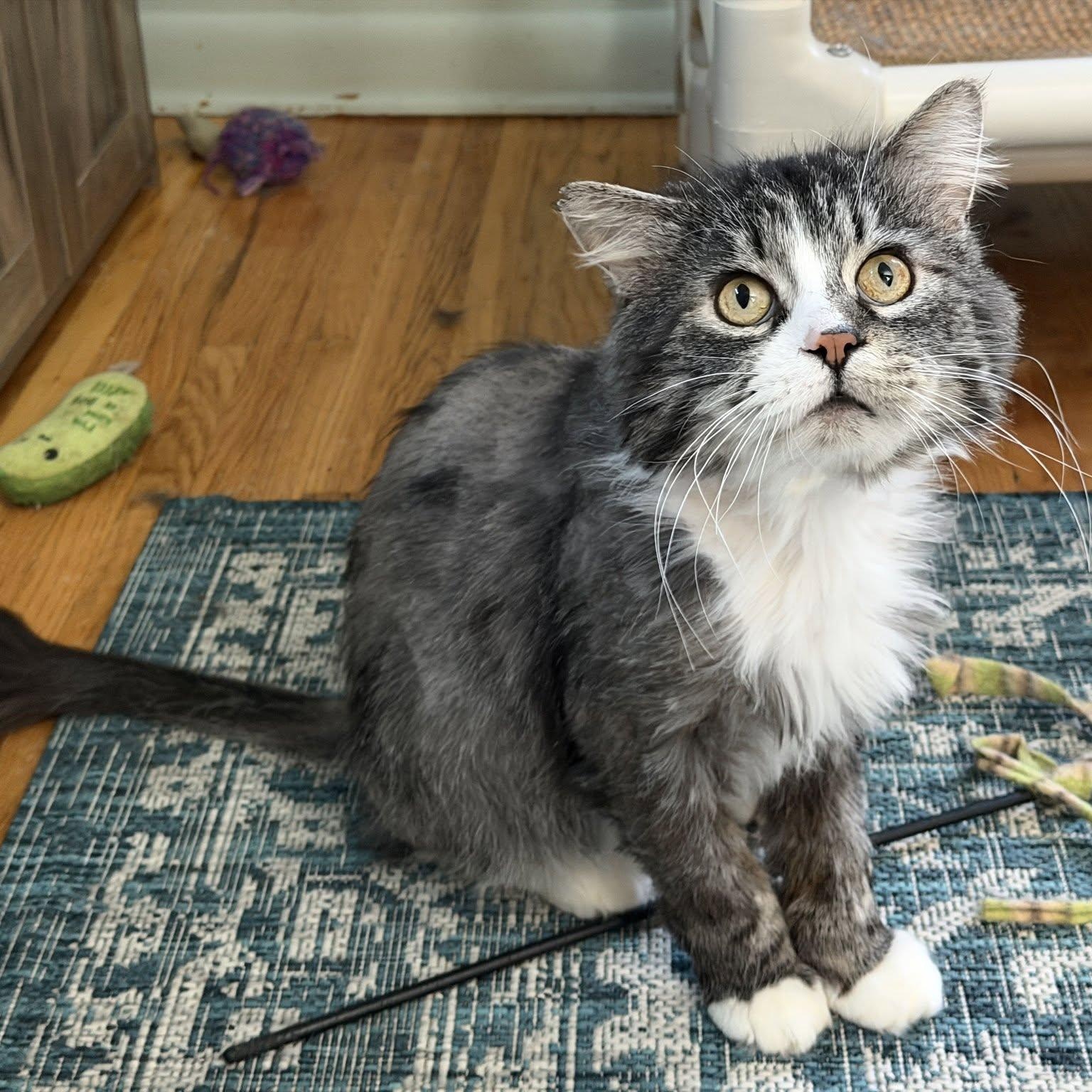 Jellyroll (Big Loveable Goofball), adopted, Young Male Maine Coon & Tabby.